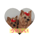 犬スタンプ②（個別スタンプ：10）