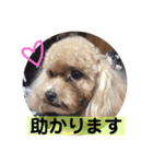犬スタンプ②（個別スタンプ：11）