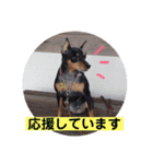 犬スタンプ②（個別スタンプ：12）