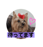 犬スタンプ②（個別スタンプ：14）