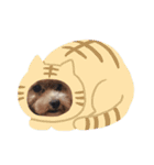 犬スタンプ②（個別スタンプ：16）