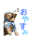 くるちゃんスタンプ1（個別スタンプ：3）