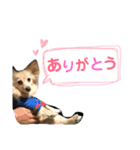 くるちゃんスタンプ1（個別スタンプ：6）