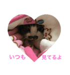 チッチとポッポ Part2（個別スタンプ：6）