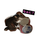 チッチとポッポ Part2（個別スタンプ：8）