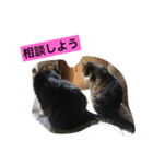 チッチとポッポ Part2（個別スタンプ：21）