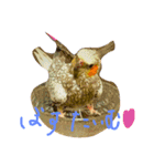うちのきょめちゃん（個別スタンプ：5）