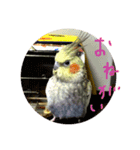 うちのきょめちゃん（個別スタンプ：15）