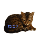 ベンガルと柴犬（個別スタンプ：1）