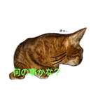 ベンガルと柴犬（個別スタンプ：4）