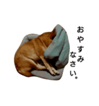 ベンガルと柴犬（個別スタンプ：5）