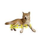 ベンガルと柴犬（個別スタンプ：6）