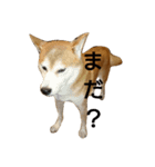 ベンガルと柴犬（個別スタンプ：7）