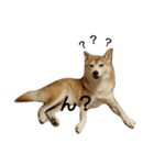ベンガルと柴犬（個別スタンプ：8）