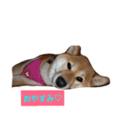 ハルでっす（個別スタンプ：1）