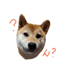 ハルでっす（個別スタンプ：4）