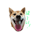 ハルでっす（個別スタンプ：6）