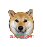 ハルでっす（個別スタンプ：8）