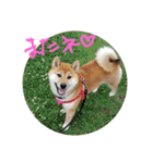 ハルでっす（個別スタンプ：10）
