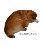 ハルでっす（個別スタンプ：13）