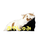 ミルクの喜怒哀楽（個別スタンプ：1）