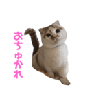 ミルクの喜怒哀楽（個別スタンプ：5）