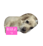 まろん♡（個別スタンプ：1）