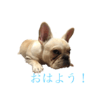 フレンチブルドッグ こたろうさん（個別スタンプ：1）
