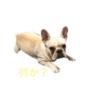 フレンチブルドッグ こたろうさん（個別スタンプ：2）