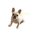 フレンチブルドッグ こたろうさん（個別スタンプ：5）