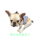 フレンチブルドッグ こたろうさん（個別スタンプ：6）