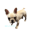 フレンチブルドッグ こたろうさん（個別スタンプ：10）