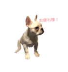 フレンチブルドッグ こたろうさん（個別スタンプ：15）