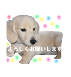 ダックスのロビン君（個別スタンプ：7）