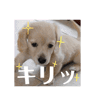 ダックスのロビン君（個別スタンプ：10）