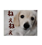 ダックスのロビン君（個別スタンプ：11）