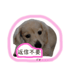 ダックスのロビン君（個別スタンプ：24）