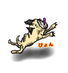 パグ的生活（個別スタンプ：26）