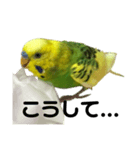 荒ぶるインコtake2（個別スタンプ：1）
