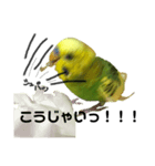 荒ぶるインコtake2（個別スタンプ：3）