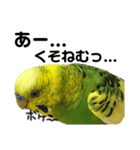 荒ぶるインコtake2（個別スタンプ：4）