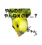 荒ぶるインコtake2（個別スタンプ：5）