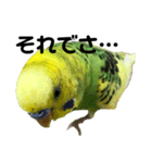 荒ぶるインコtake2（個別スタンプ：6）