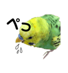 荒ぶるインコtake2（個別スタンプ：8）