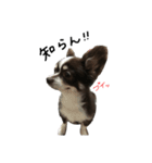 愛犬チビのスタンプ（個別スタンプ：2）