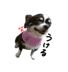 愛犬チビのスタンプ（個別スタンプ：3）