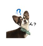 愛犬チビのスタンプ（個別スタンプ：7）
