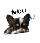 愛犬チビのスタンプ（個別スタンプ：11）