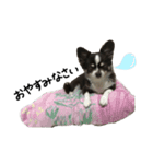 愛犬チビのスタンプ（個別スタンプ：12）