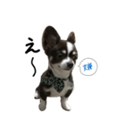 愛犬チビのスタンプ（個別スタンプ：13）